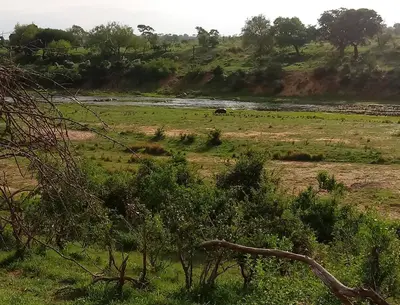 a group of animals grazing in a field next to a river at Marloth Wild Fig Studio in Marloth Park