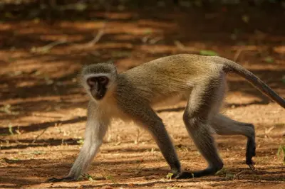 a monkey walking on a dirt road at Marloth Wild Fig Studio in Marloth Park