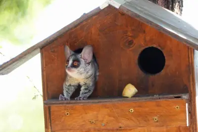 a small cat sitting in a bird house at Marloth Wild Fig Studio in Marloth Park