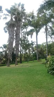 a group of palm trees in a park at St George's Guest House in Tzaneen