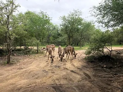 a group of animals walking down a dirt road at Lion Hill @Kruger in Marloth Park