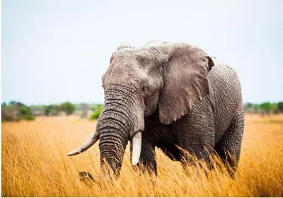 an elephant standing in a field of tall grass at Metsi Lodge in Welgevonden Game Reserve