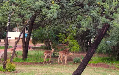 a group of deer standing in the grass near trees at Suzie's Loft - NUDE - SunEden Family Naturist Resort in Pretoria