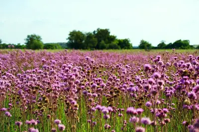 a field of purple flowers in a field at Suzie's Loft - NUDE - SunEden Family Naturist Resort in Pretoria