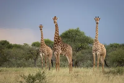 a group of three giraffes standing in a field at Die Boskamp Self-Catering Bush Retreat in Marble Hall