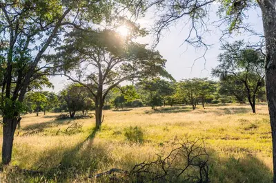 a field of grass with trees in the background at ATKV Klein-Kariba in Bela-Bela