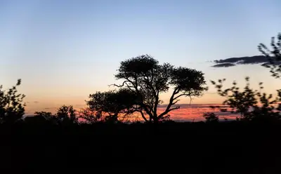 a silhouette of a tree in front of a sunset at Simbavati Trails Camp in Timbavati Game Reserve