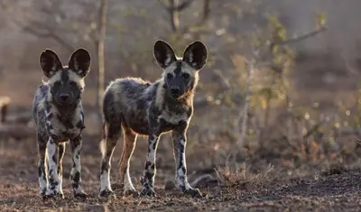 two baby deer standing next to each other at Simbavati Trails Camp in Timbavati Game Reserve