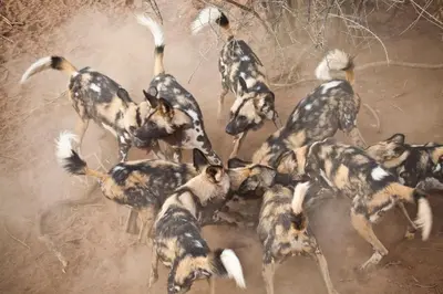 a group of hyenas running in the dirt at Simbavati Trails Camp in Timbavati Game Reserve