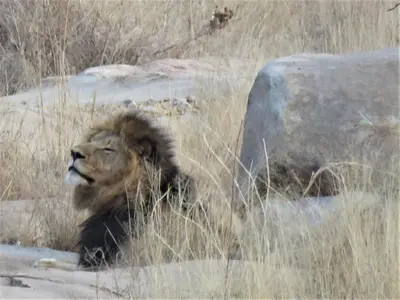 a lion laying in the grass next to a rock at Sable Creek Safari Lodge in Tzaneen