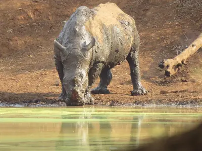a rhino standing next to a body of water at Sable Creek Safari Lodge in Tzaneen