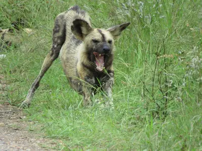 a dog walking in the grass with its tongue out at Sable Creek Safari Lodge in Tzaneen