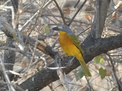 a yellow and blue bird perched on a tree branch at Weltevrede Lodge - Self Catering Houses in Marloth Park