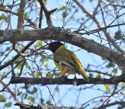 a yellow bird sitting on a tree branch at Weltevrede Lodge - Self Catering Houses in Marloth Park