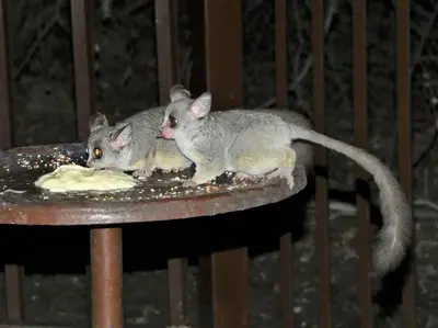 two cats eating food from a plate on a table at Weltevrede Lodge - Self Catering Houses in Marloth Park