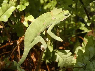 a green chameleon walking on a tree branch at Weltevrede Lodge - Self Catering Houses in Marloth Park