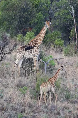 a giraffe and a baby giraffe standing in a field at Schrikkloof Private Nature Reserve, home of The Lions Foundation in Bela-Bela