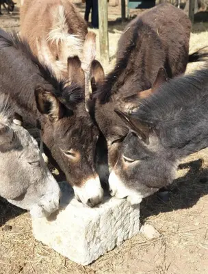 a group of donkeys are grazing on the ground at Schrikkloof Private Nature Reserve, home of The Lions Foundation in Bela-Bela