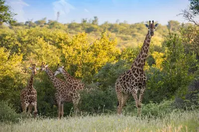 a group of giraffes standing in a field at Mountain View Safari Lodge in Hoedspruit