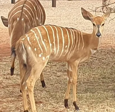 a painting of a zebra and a gazelle at Makhato Bush Lodge 86 in Bela-Bela