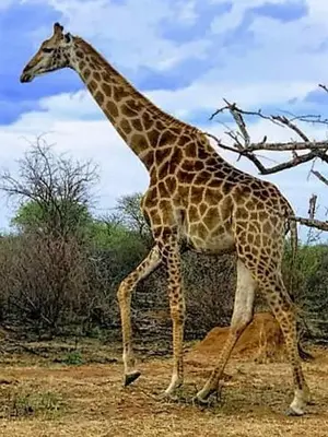a giraffe walking on the ground in a field at Makhato Bush Lodge 86 in Bela-Bela