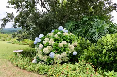 a bush of blue and white flowers in a garden at Lakeview Cottages in Haenertsburg