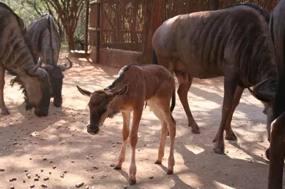 a baby animal standing in front of a group of animals at Kiburi Lodge @ Kruger, a secluded Bushveld getaway in Marloth Park