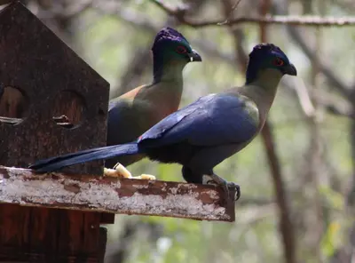 two blue birds perched on a bird feeder at Kiburi Lodge @ Kruger, a secluded Bushveld getaway in Marloth Park