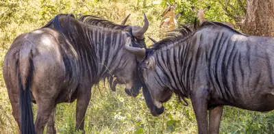 two animals standing next to each other in the grass at SleepOver Komatipoort in Komatipoort