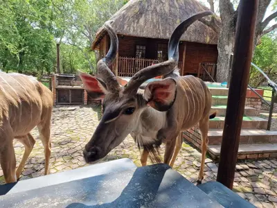 a goat with large horns standing in front of a building at Carpe Diem in Marloth Park