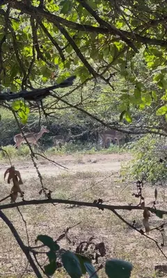 a group of animals standing in a field at Umhlanga Kruger in Marloth Park