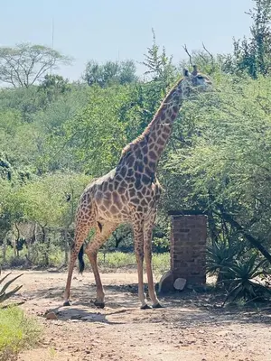 a giraffe standing next to a tree at Umhlanga Kruger in Marloth Park