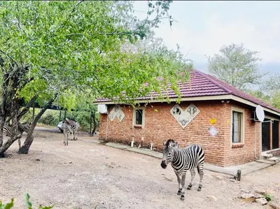 two zebras standing in front of a brick house at Umhlanga Kruger in Marloth Park