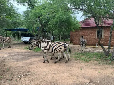 a group of zebras walking in front of a building at Umhlanga Kruger in Marloth Park