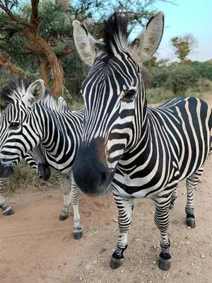 two zebras standing next to each other on a dirt road at Umhlanga Kruger in Marloth Park