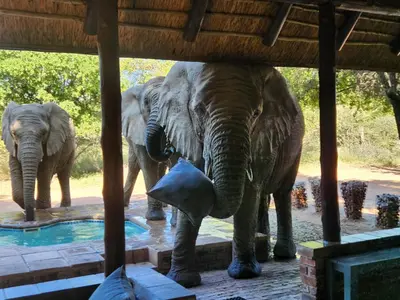 two elephants standing next to a pool of water at Twiga Lodge Mabalingwe in Bela-Bela