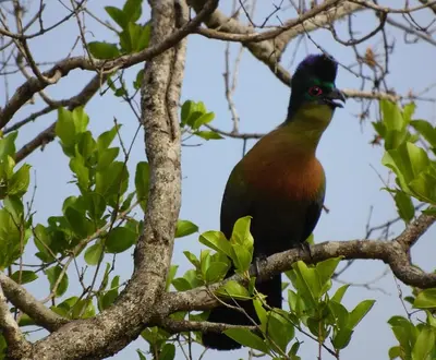 a bird perched on top of a tree branch at Coga Cottage - Marloth Park in Marloth Park