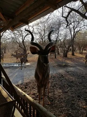 a goat with large horns standing next to a fence at Coga Cottage - Marloth Park in Marloth Park