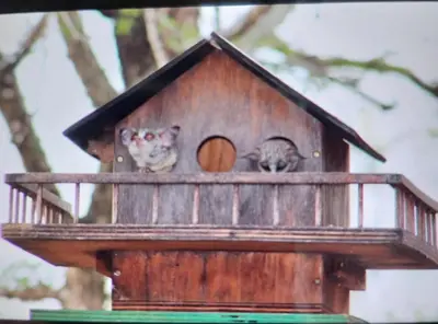 two cats are sitting in a bird house at Coga Cottage - Marloth Park in Marloth Park