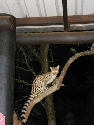 a cat sitting on top of a tree branch at Coga Cottage - Marloth Park in Marloth Park