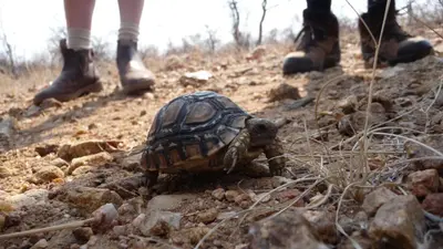 a small turtle on a rocky path with people at Murchison View Cottage in Gravelotte