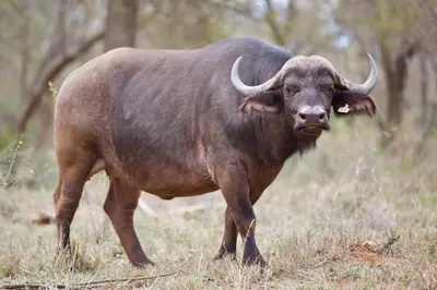 a large animal with horns standing in a field at Murchison View Cottage in Gravelotte