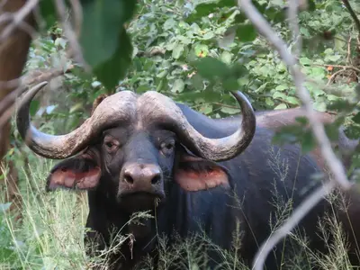 a bull with long horns standing in the grass at Murchison View Cottage in Gravelotte