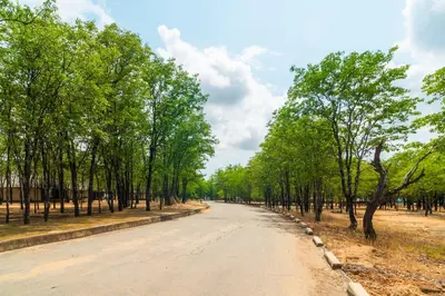 an empty road with trees on either side at ATKV Eiland Spa in Letsitele