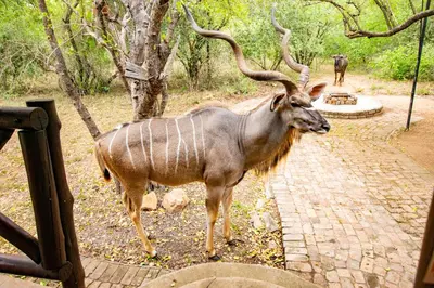 a bull with large horns standing on a brick road at Adventure Bush House in Marloth Park