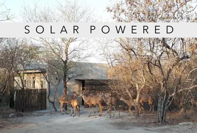 a group of deer standing in front of a shed at Terrapin Studio in Marloth Park