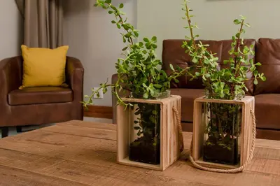 two vases with plants in them on a table at Vinique Guesthouse in Nelspruit
