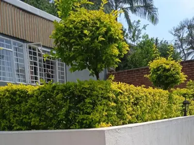 a hedge in front of a house with a tree at Kaste guesthouse Tzaneen in Tzaneen