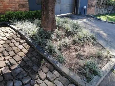 a tree in a garden next to a street at Kaste guesthouse Tzaneen in Tzaneen
