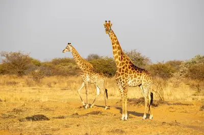 two giraffes standing next to each other in a field at Sondela Nature Reserve & Spa Moselesele Tents in Bela-Bela